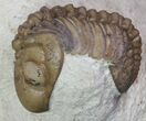 Detailed Lochovella (Reedops) Trilobite Pair - Oklahoma #68638-6